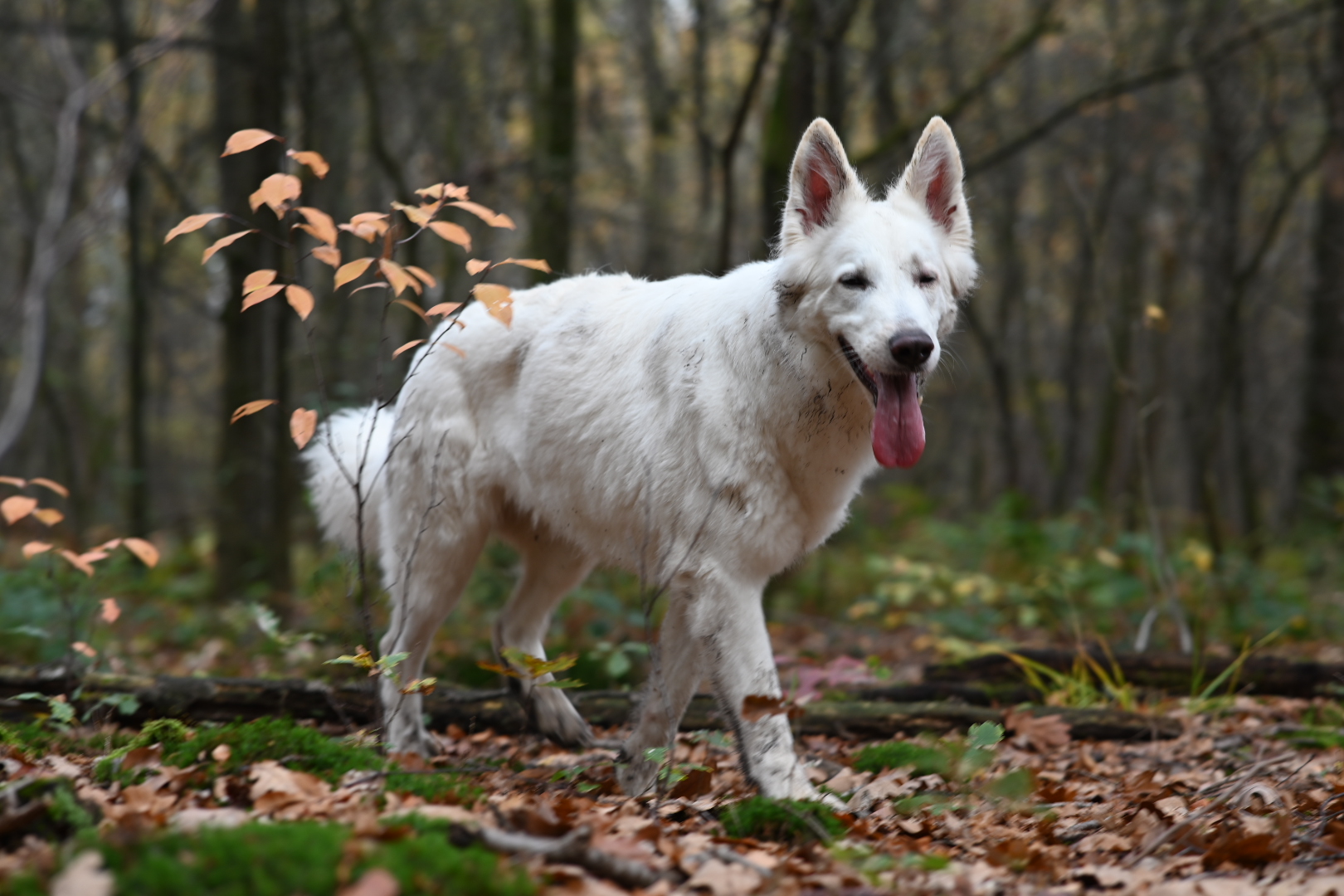 Die aus dem Wald kam