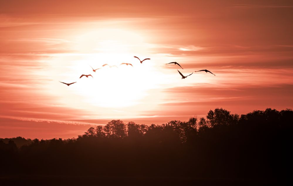 die aus der Sonne kamen