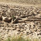 die aus SAND lagen da so in Dangast am Strand .......