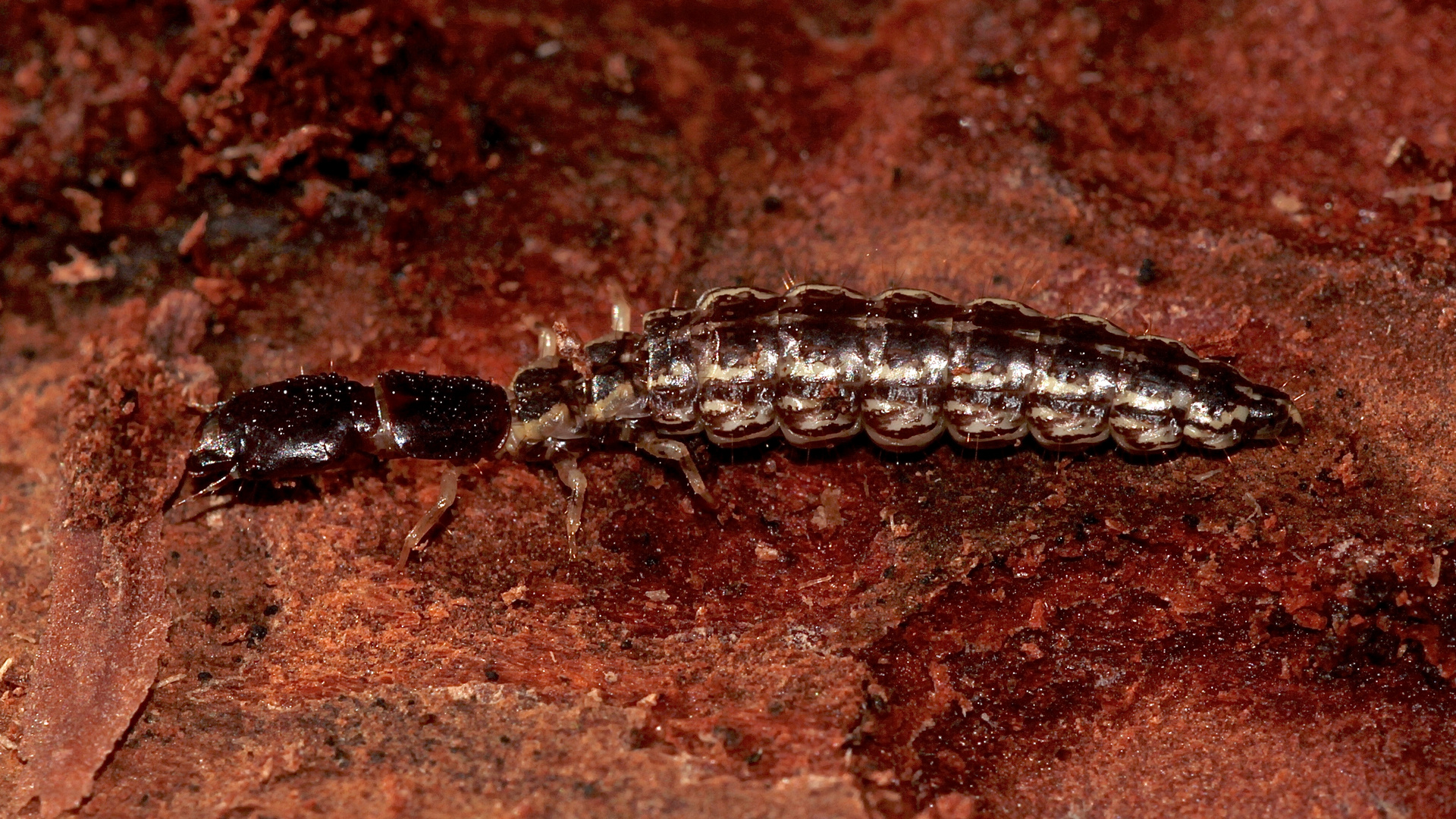 Die ausgewachsene Larve einer Kamelhalsfliege (PHAEOSTIGMA NOTATA) Foto & Bild | natur, insekten ...