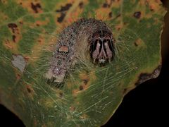 Die ausgewachsene Raupe der Großkopf-Rindeneule (Acronicta megacephala)