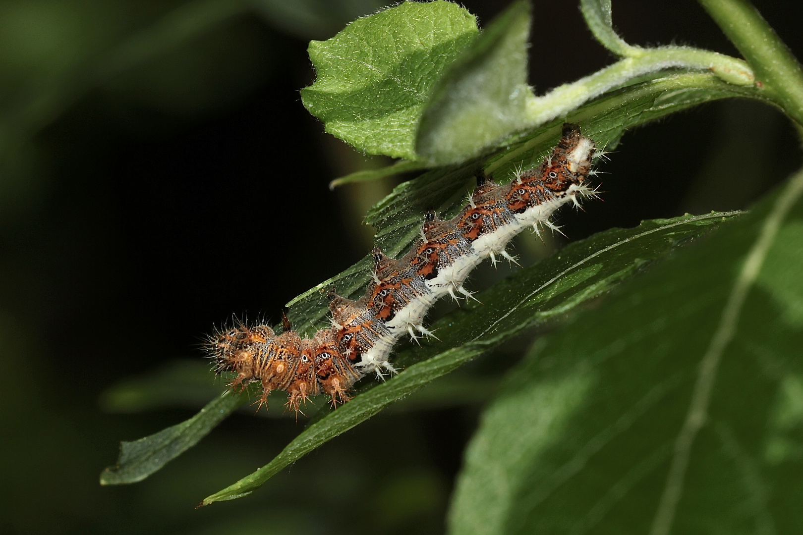 Die ausgewachsene Raupe des C-Falters (Polygonia c-album)