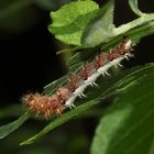 Die ausgewachsene Raupe des C-Falters (Polygonia c-album)