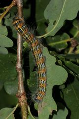 Die ausgewachsene Raupe des Mondflecks (Phalera bucephala)