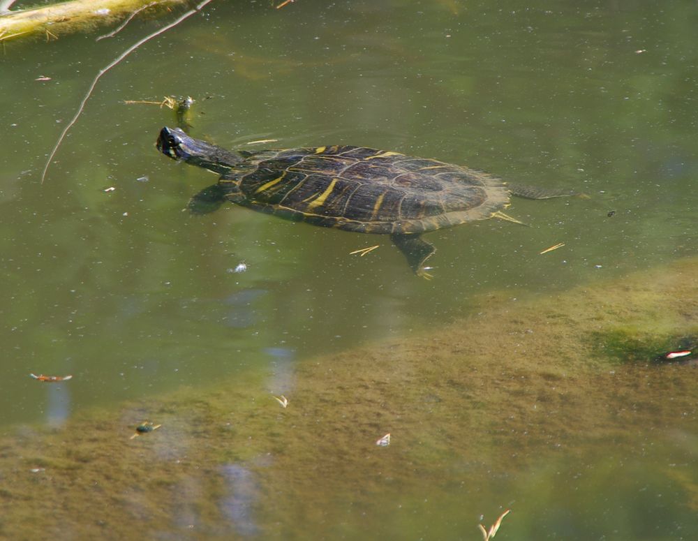 die ausgewilderte Hausschildkröte im Stuttgarter Trinkwasserspeicher Bärensee