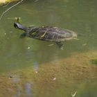 die ausgewilderte Hausschildkröte im Stuttgarter Trinkwasserspeicher Bärensee