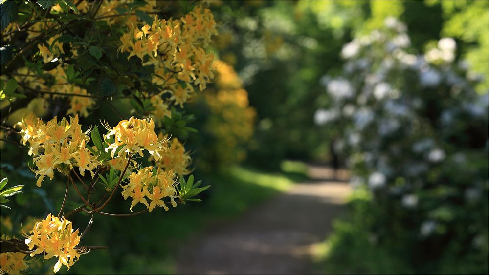 Die Azaleen blühen Foto & Bild natur, landschaftspark, hameln Bilder auf