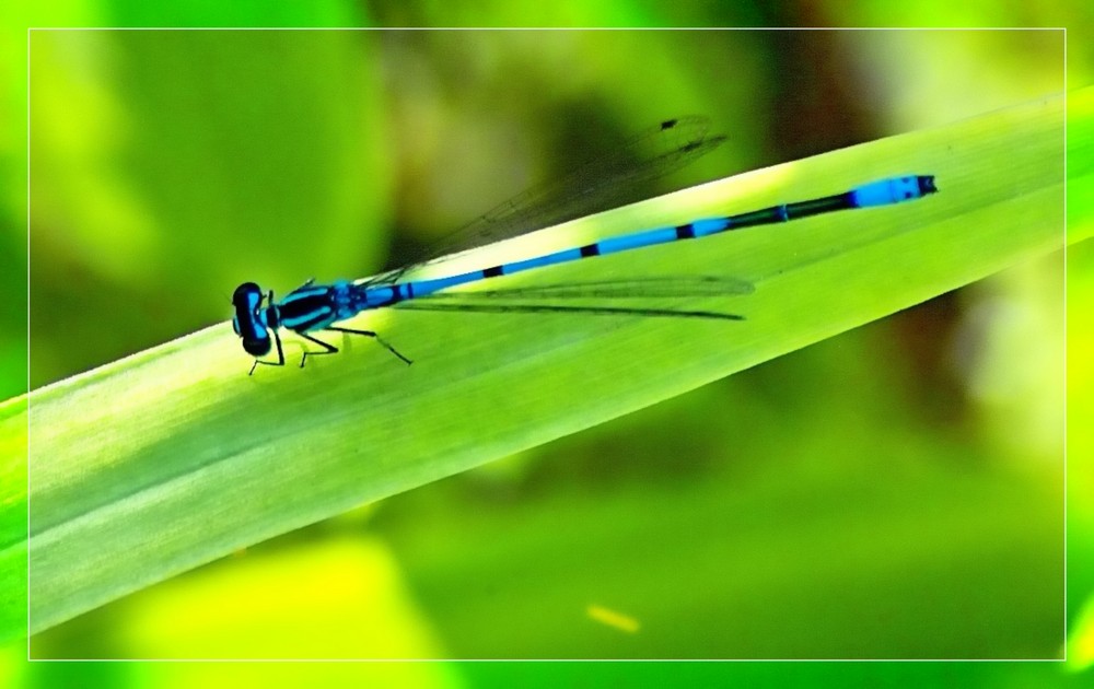 Die Azurjungfern (Coenagrion)