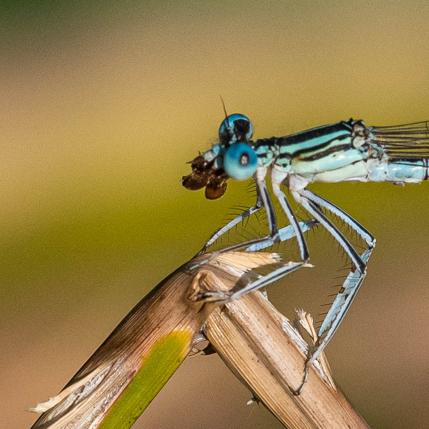 Die Azurlibelle frisst eine Fliege