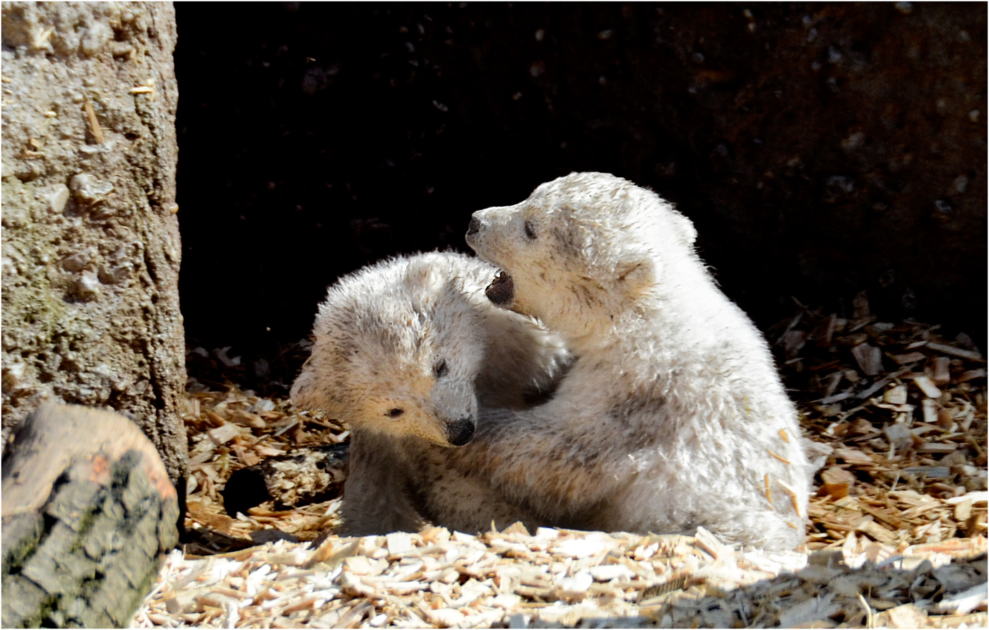 DIE BABAY EISBÄREN VON HELLABRUNN