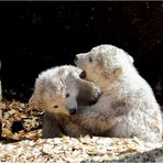 DIE BABAY EISBÄREN VON HELLABRUNN