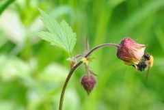 Die Bach- Nelkenwurz (Geum rivale)