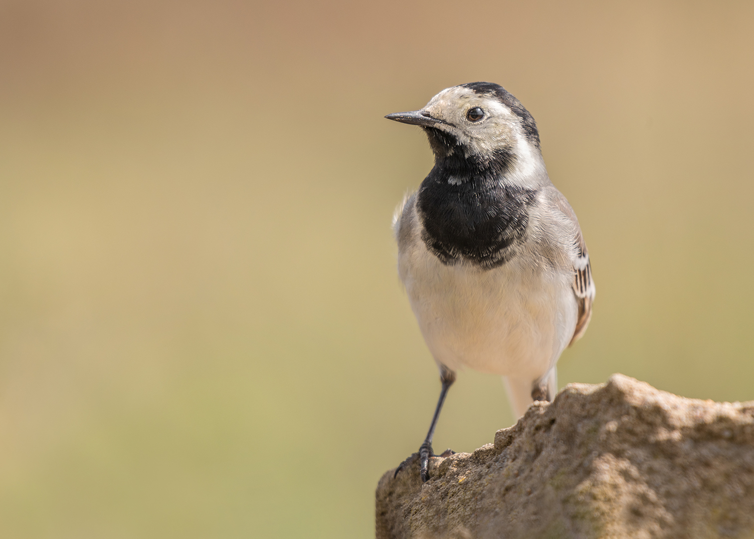 Die Bachstelze (Motacilla alba)