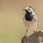 Die Bachstelze (Motacilla alba)