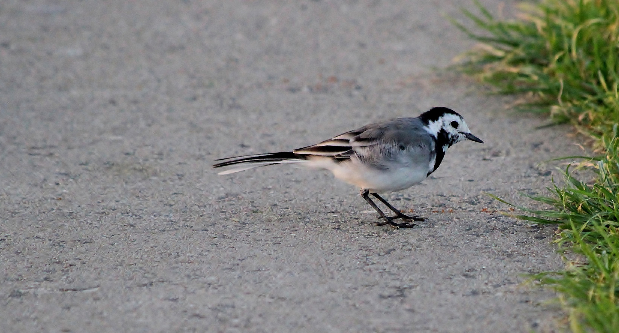 die Bachstelze (Motacilla alba)...