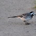 die Bachstelze (Motacilla alba)...