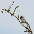 Die Bachstelze (Motacilla alba)