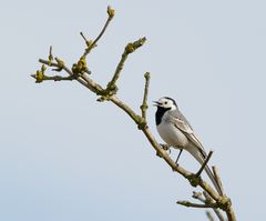 Die Bachstelze (Motacilla alba)