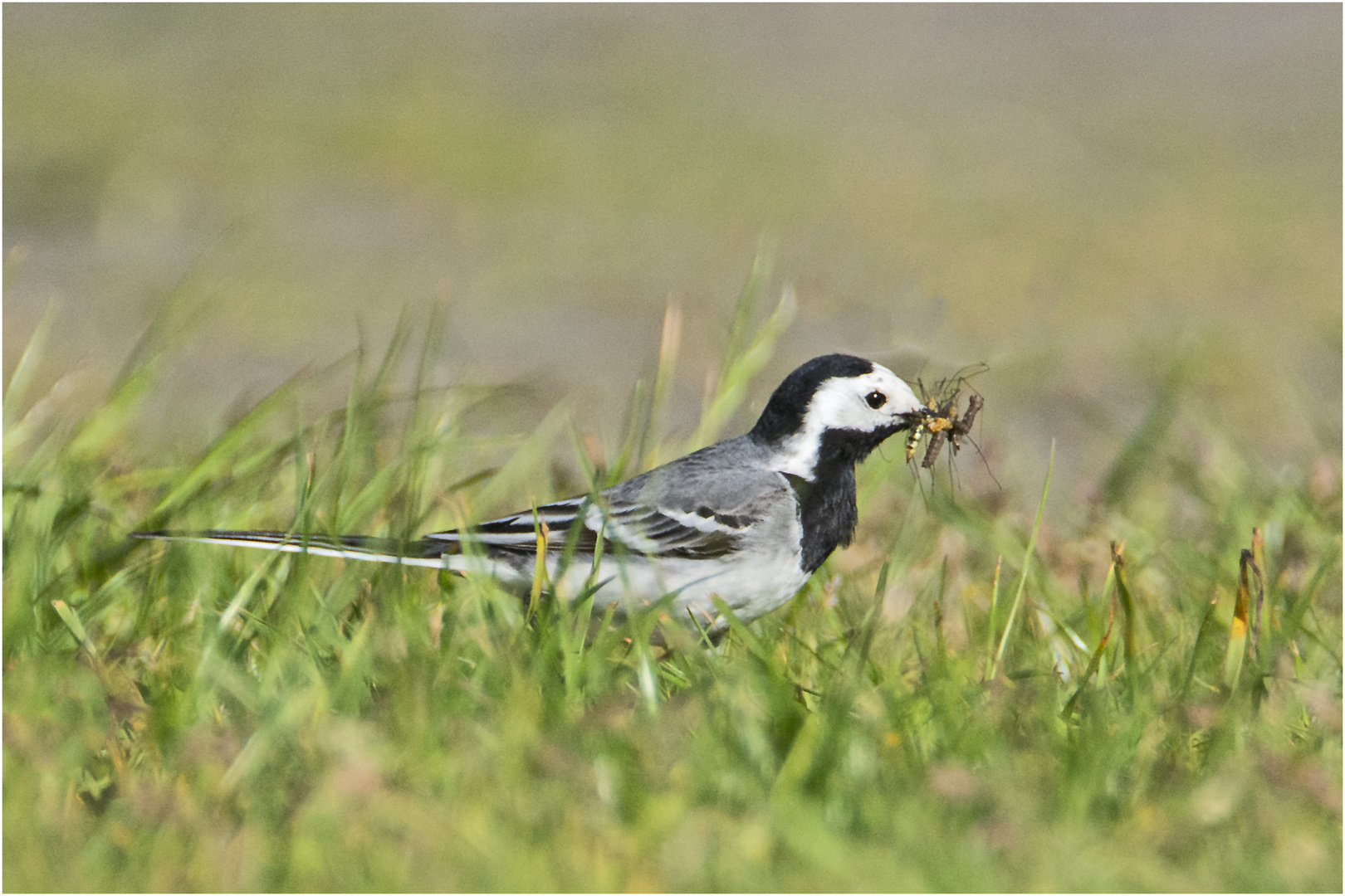 Die Bachstelze (Motacilla alba) befindet sich . . .