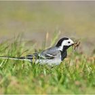 Die Bachstelze (Motacilla alba) befindet sich . . .