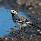 Die Bachstelze  (Motacilla alba) stillte . . .