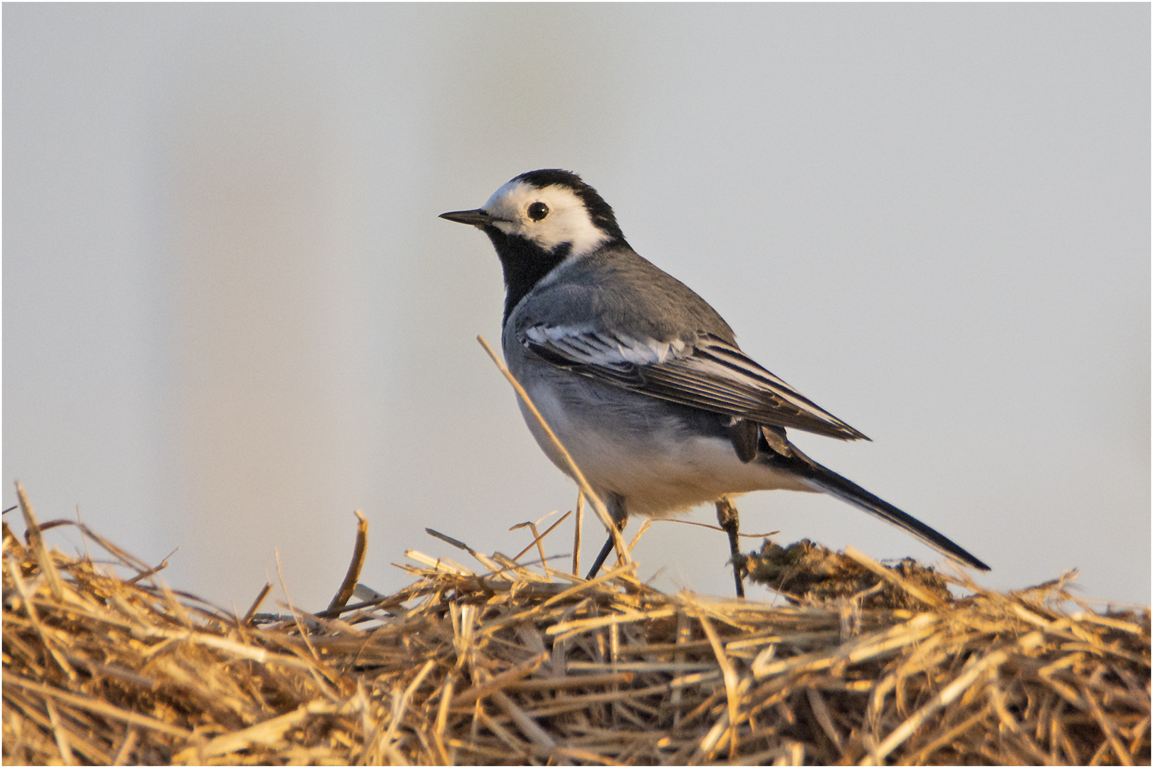 Die Bachstelze  (Motacilla alba) war im Morgenlicht . . .