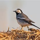 Die Bachstelze  (Motacilla alba) war im Morgenlicht . . .