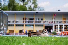 Die Badeaufsicht (Nilgans im Freibad)