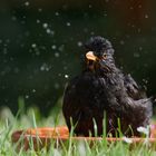 Die Badenixe oder auch Badeamsel