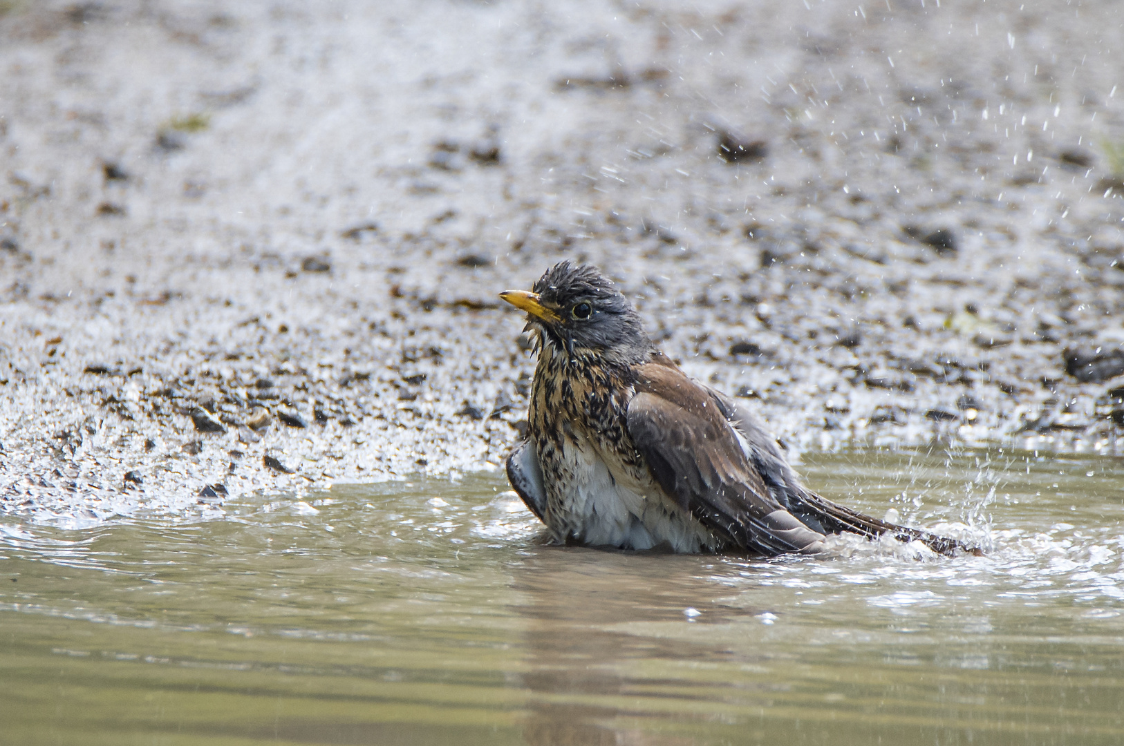 die Badesaison ist eröffnet - Wacholderdrossel - Turdus pilaris