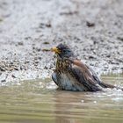 die Badesaison ist eröffnet - Wacholderdrossel - Turdus pilaris