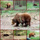 Die Bären