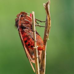 Die Bären erwachen aus dem Winterschlaf