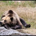 Die Bären-Mama