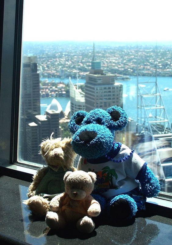 Die Bärenfamilie auf dem Sydney Tower (1)