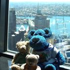 Die Bärenfamilie auf dem Sydney Tower (1)