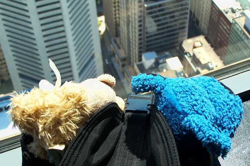 Die Bärenfamilie auf dem Sydney Tower (2)