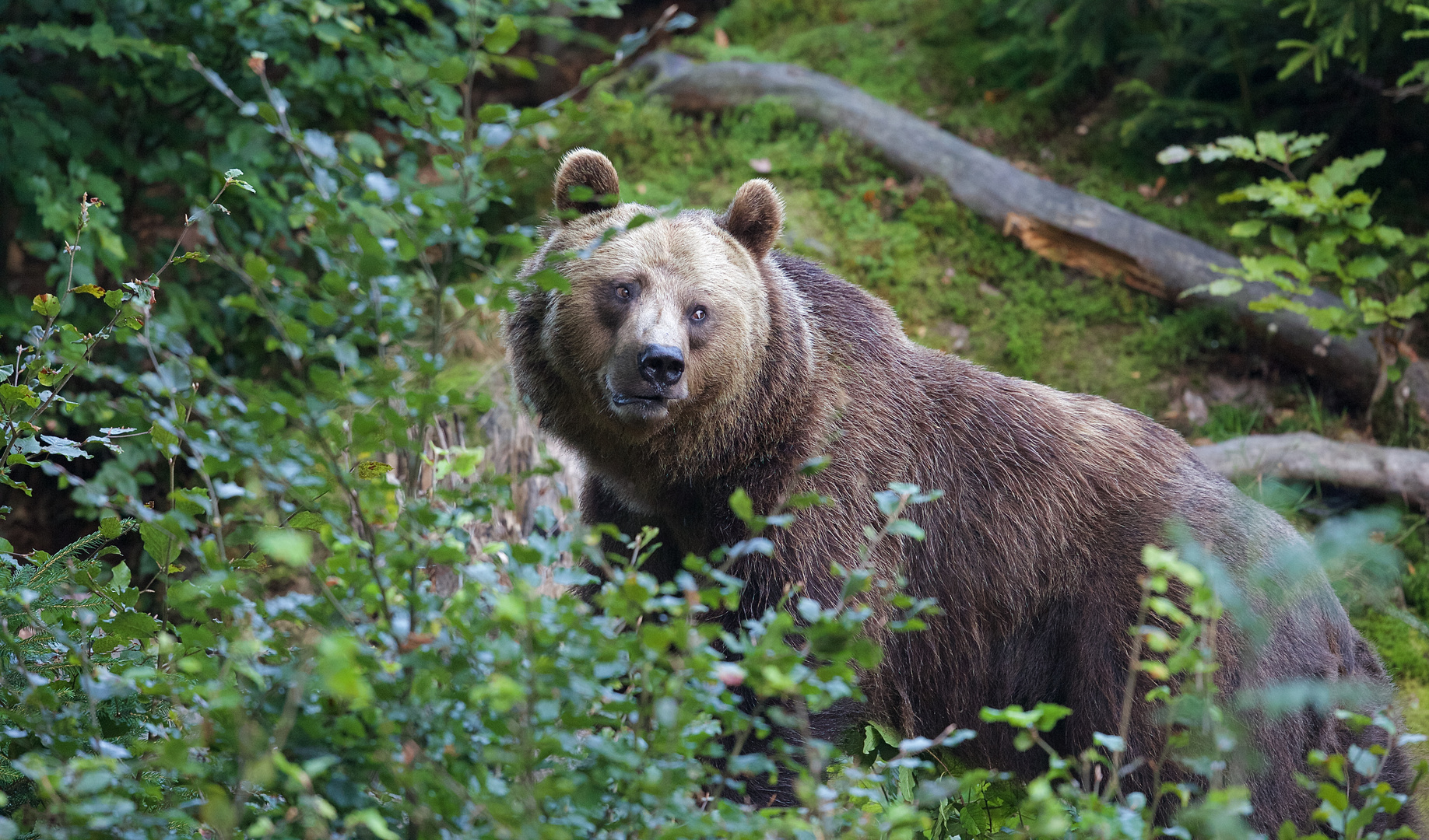 die Bärenmutter, Luna, im Nationalpark Bayerischer Wald