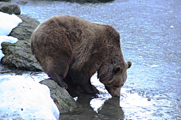 die Bärin im Nationalpark Bayer. Wald