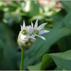 Die Bärlauchblüte beginnt