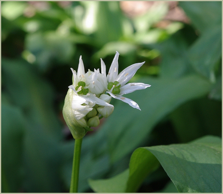 Die Bärlauchblüte beginnt