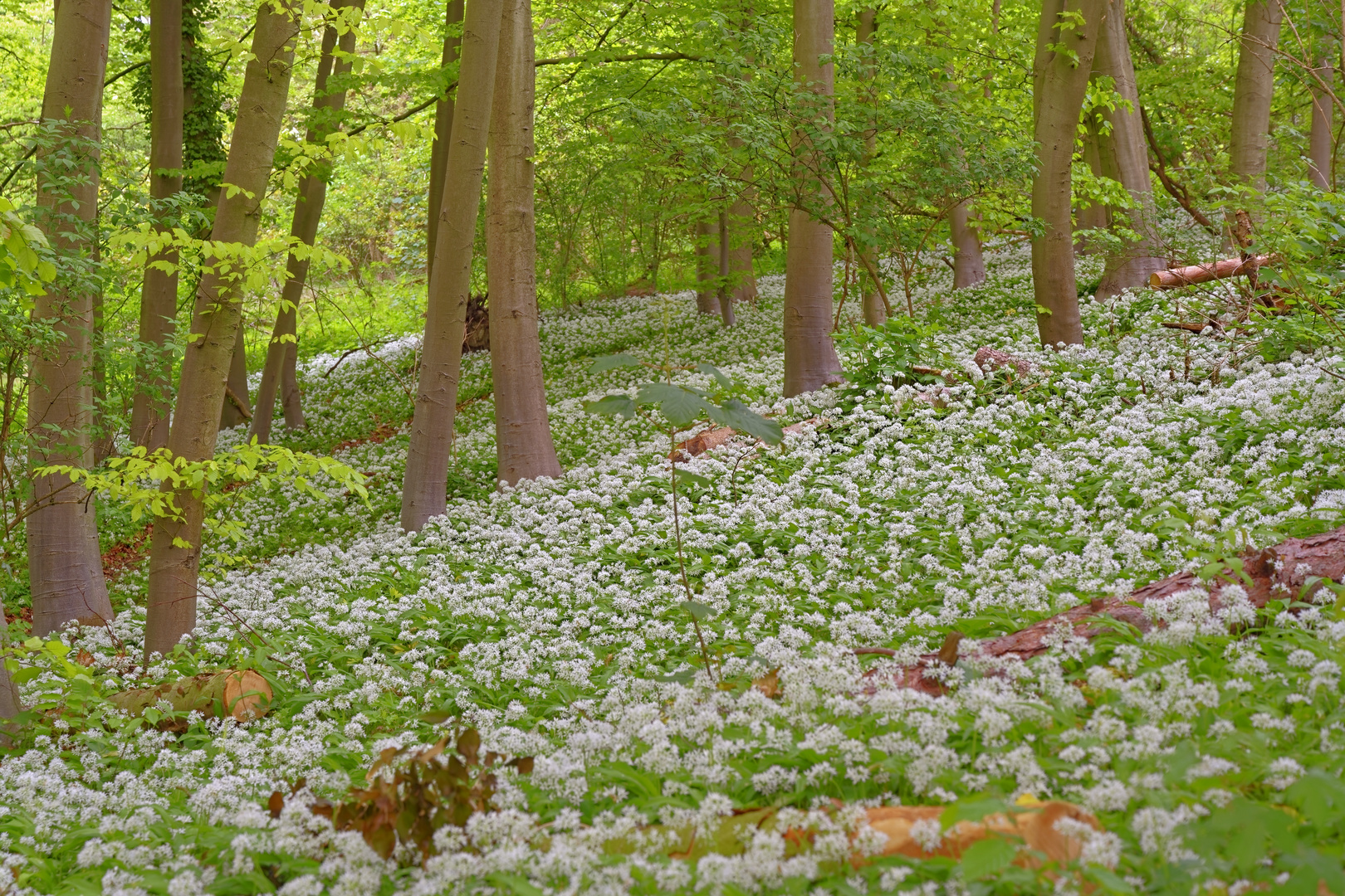 Die Bärlauchblüte