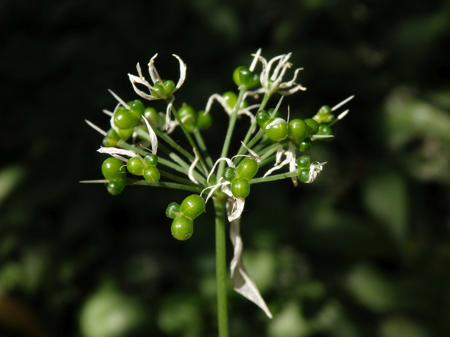 Die Bärlauchblüte ist vorbei