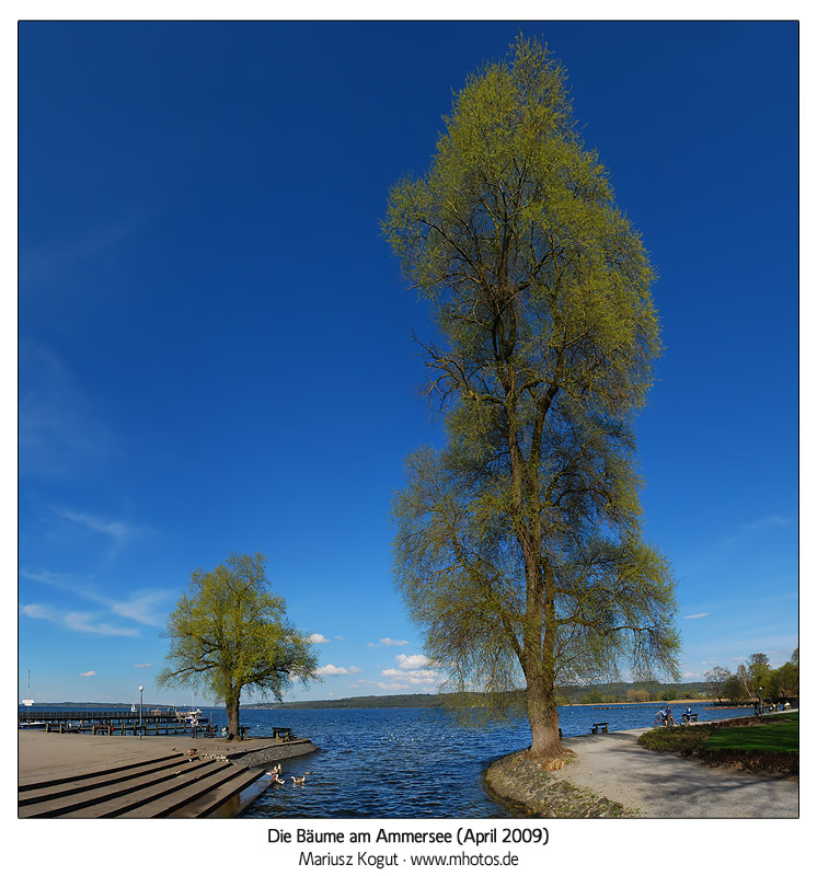 Die Bäume am Ammersee