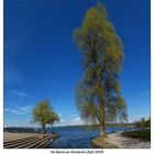 Die Bäume am Ammersee