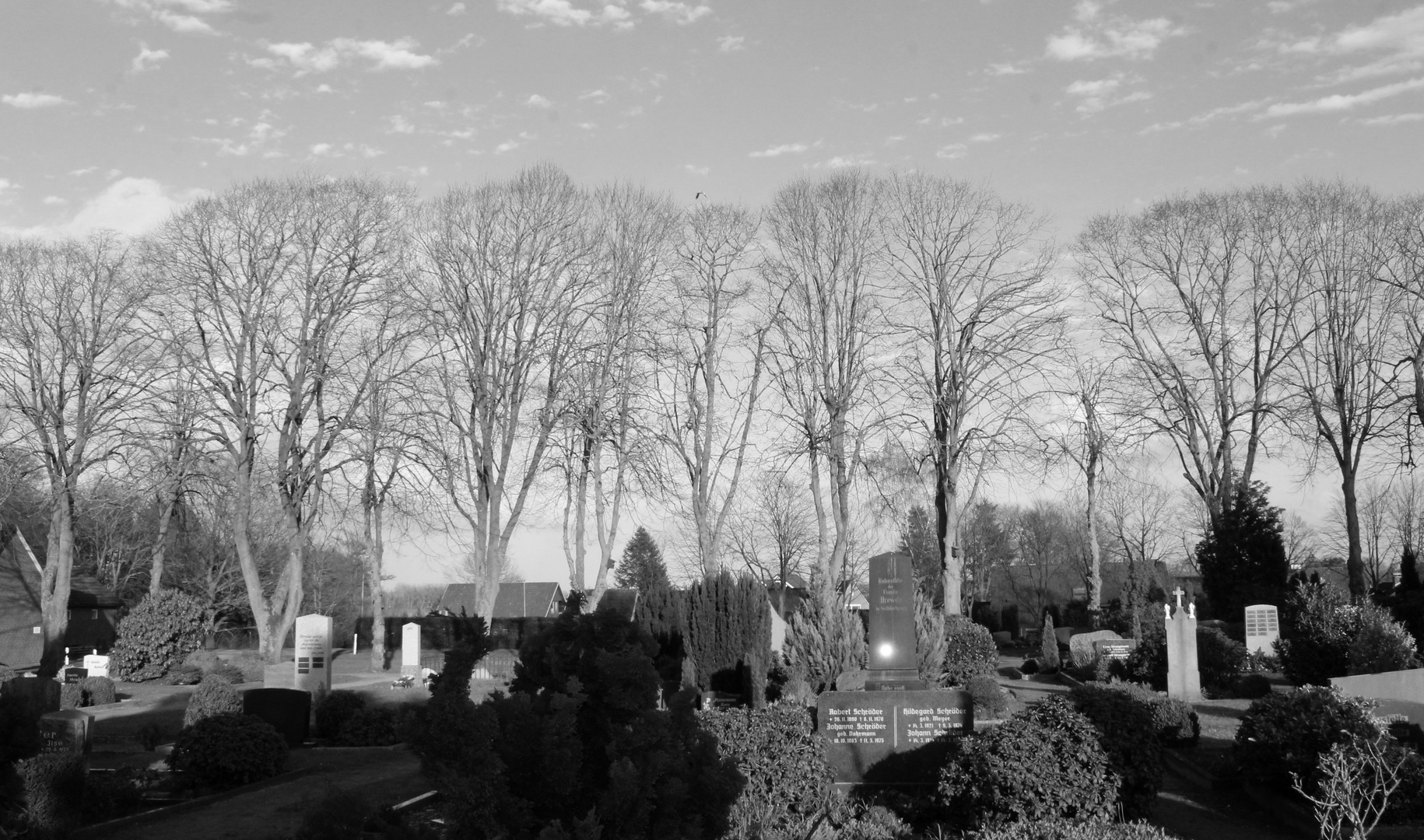die Bäume am Friedhof ... 