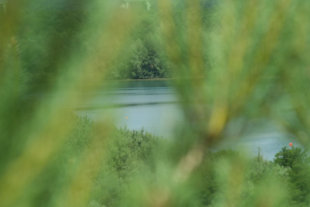 Die Bäume am See