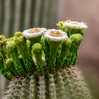 die "Bäume" Arizonas in Blüte