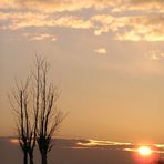 die Bäume auf dem Windknollen