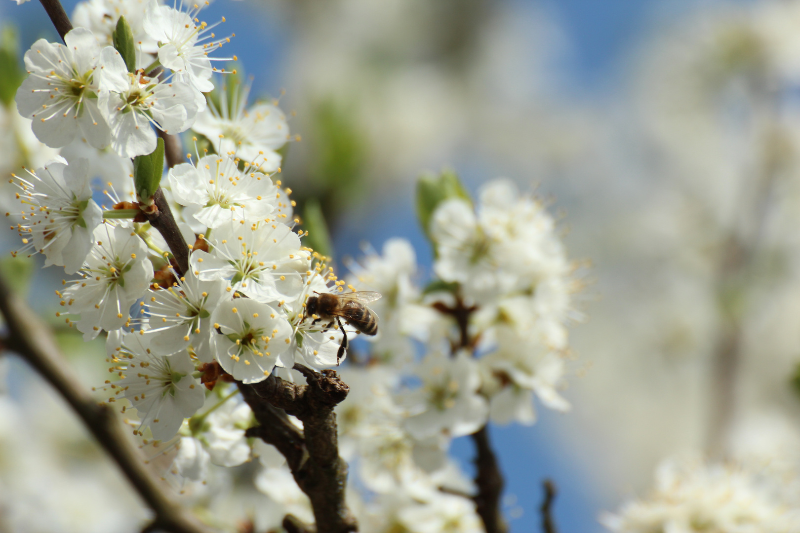 Die Bäume fahren im Frühling aus der Haut